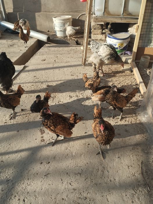 Золотой сбрайт хурозлари сотувда 4дона