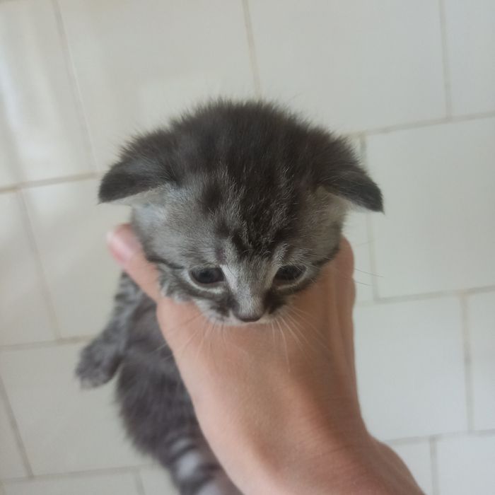 Вислоухие котята один месяц