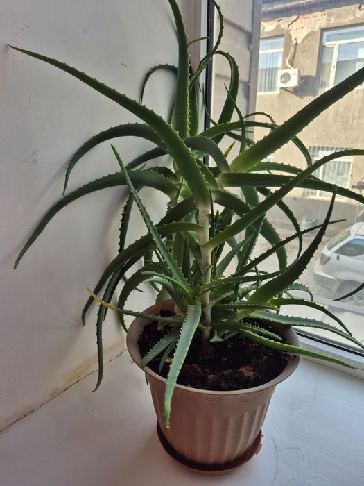 Комнатное растение