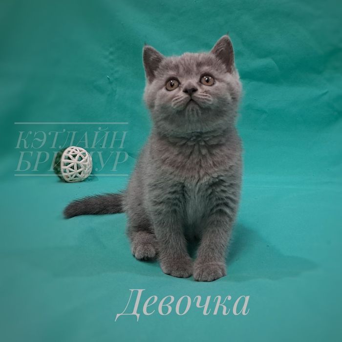 Британские котята. Пиномник.