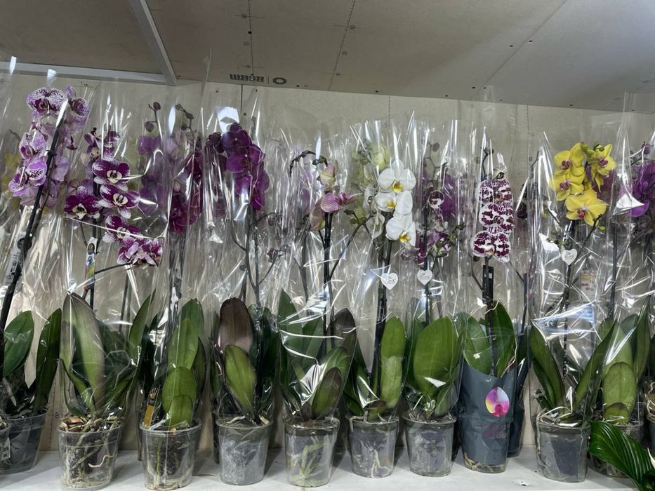 Роскошные орхидеи — живое украшение вашего дома
