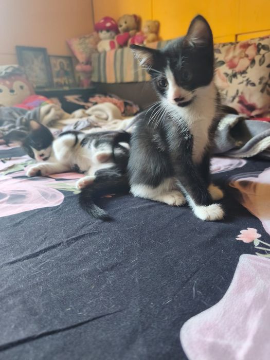 Adoptie pui pisica