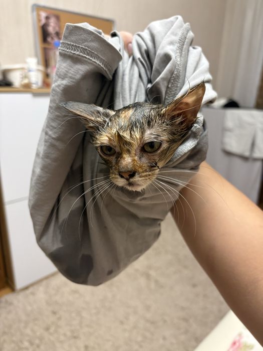 Хочу пристроить котенка, девочка
