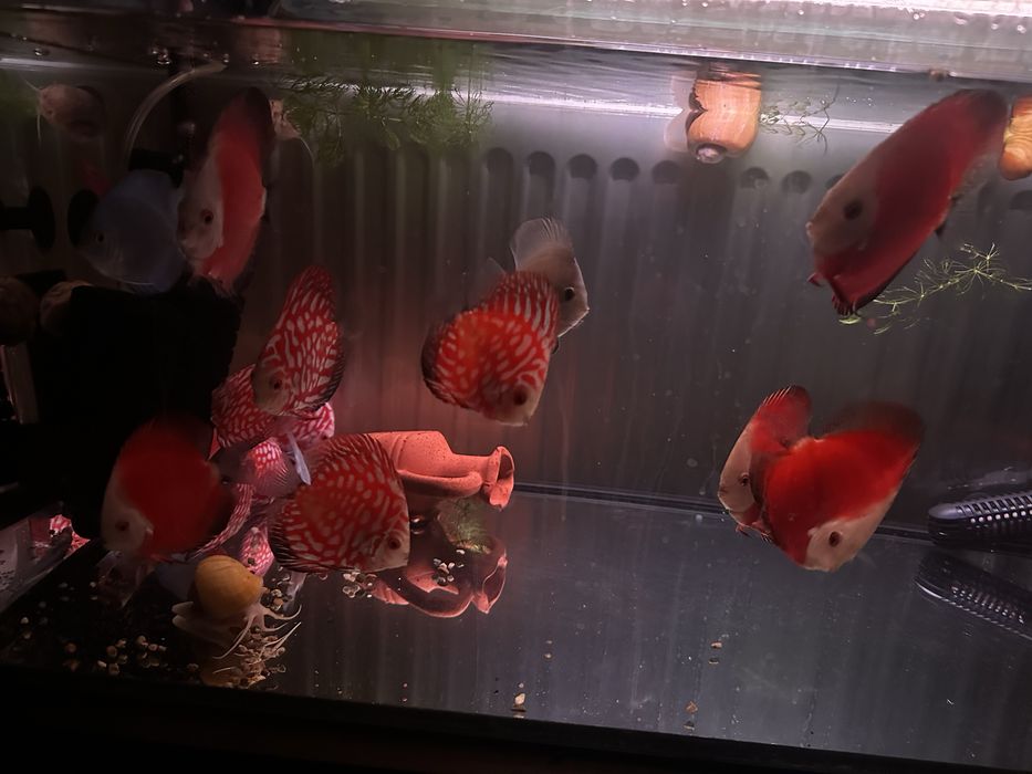 Продавам млади дискуси