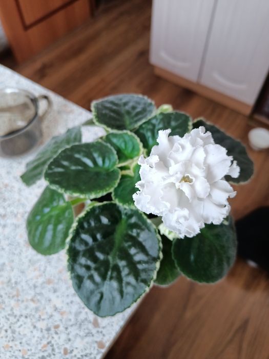 Продам  цветущую фиалку