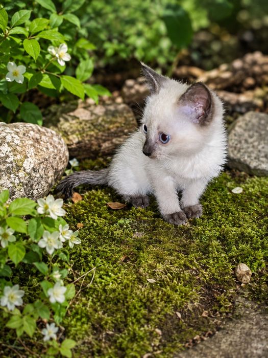 Котятки сиамские, чистокровные