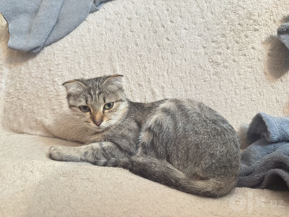 Котик в добрые ручки