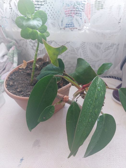 Комнатные цветы, цветы