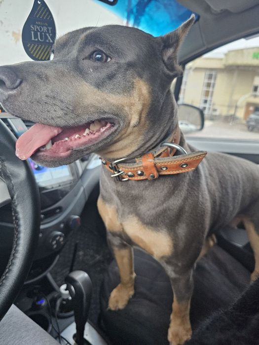 Помогите пропала девочка американский питубельтерьер 2 годаи за 300уе.