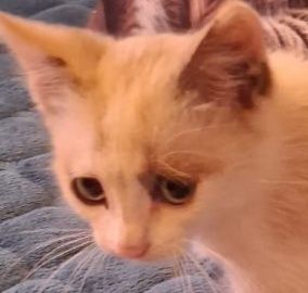 Котенок малыш в добрые ручки