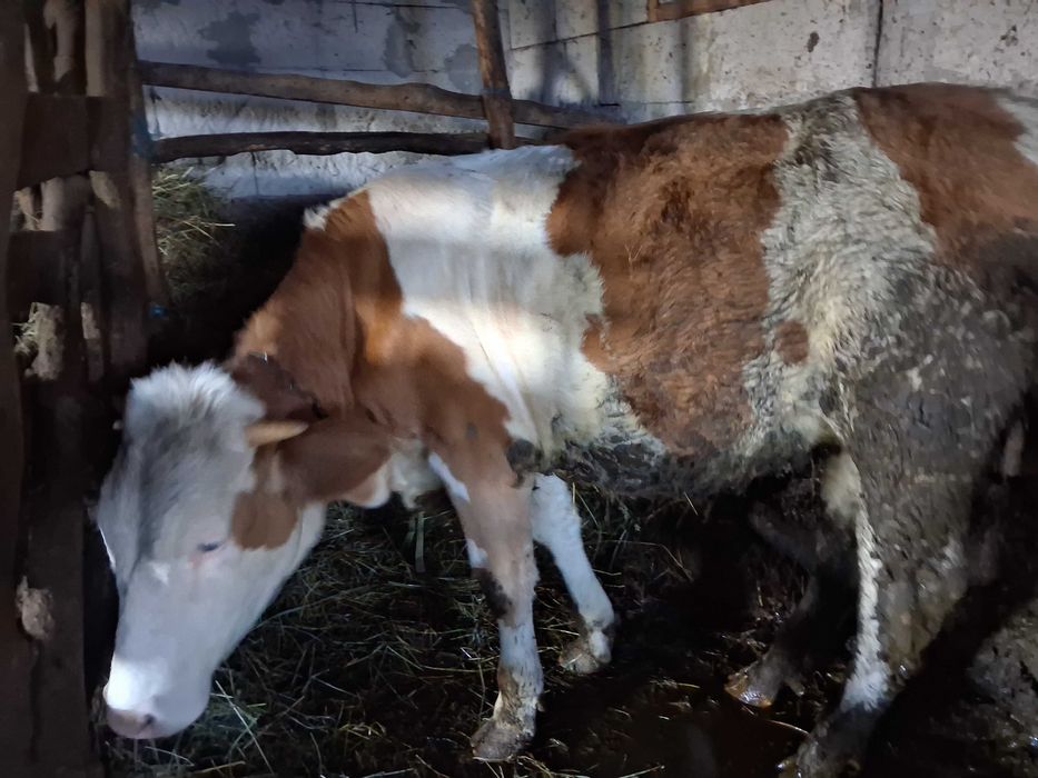 Junica baltata romaneasca de 1 an si 6 luni