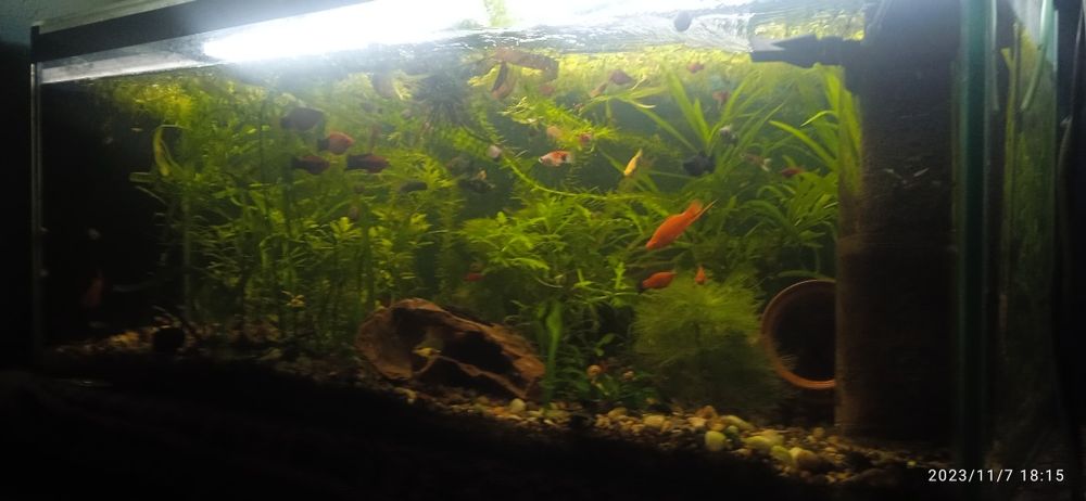 Аквариум 250 литров с рыбой