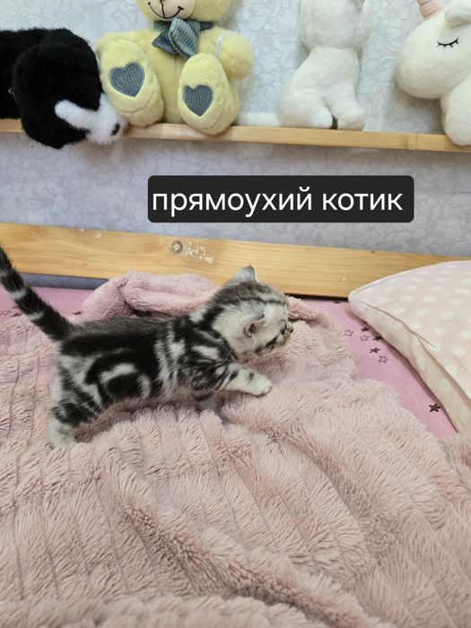 Шотландские котята