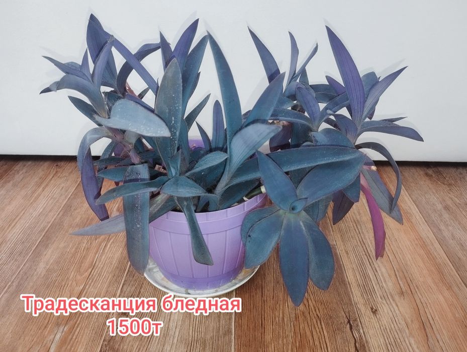 Продам комнатные растения