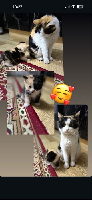 Котенок бесплатно