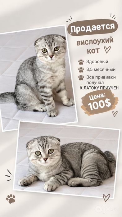 Вислоухий Кот Мальчик