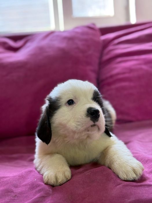 Малыши сенбернара