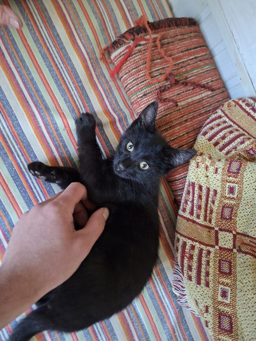 Отдам в добрые руки котят