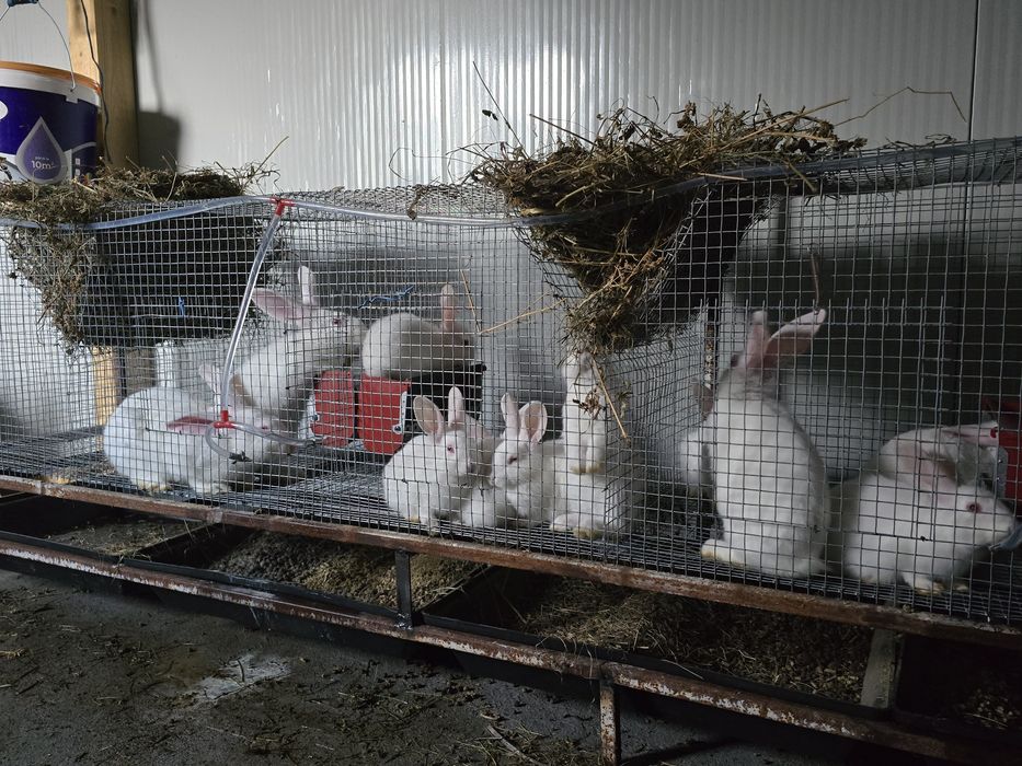 Alb Pannon Hycole Francez iepuri de carne