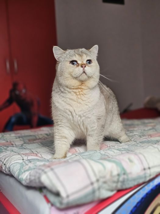 British shorthair ny 2133