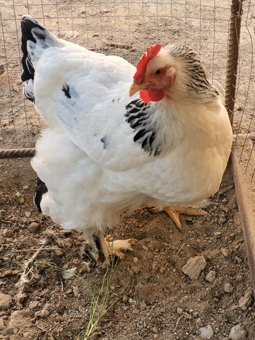 Amerkandkiy brama juja va tuxumlari sotiladi