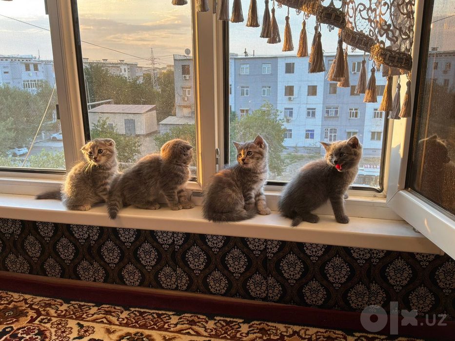Породистые котята