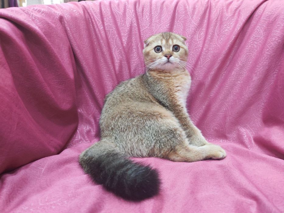 Продаётся котёнок скоттиш фолд