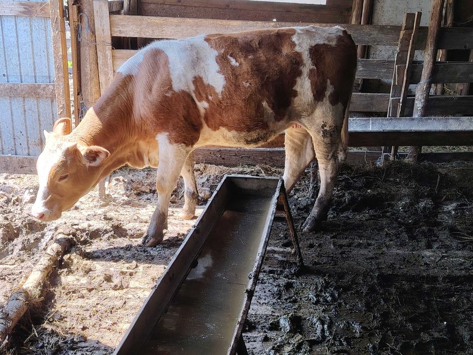 Vând viței de rasă