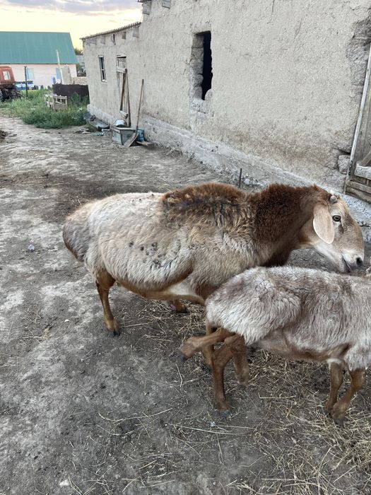 Кошкар сатылады гиссар