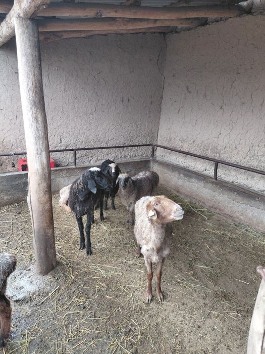 Қой сатылады Туркестан