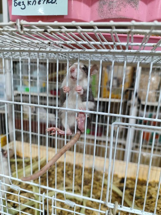 Декоративные крысы