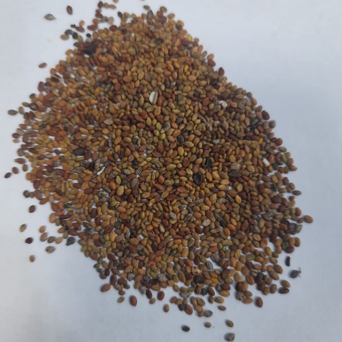 Семена  Донника.