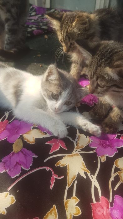 Котята в добрые руки, цена символичиская для корма
