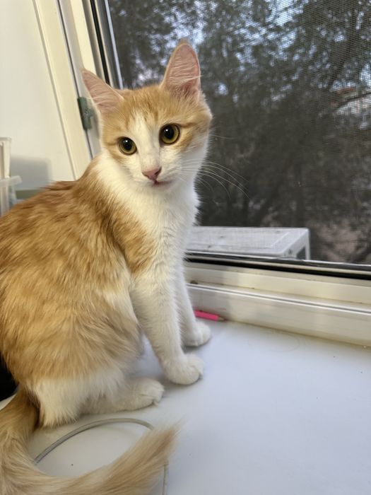 Кошка бесплатно в добрые руки