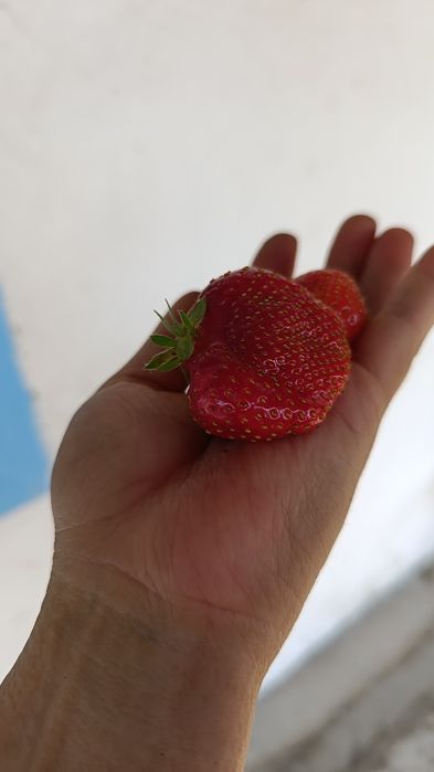 Продам дачу на ПК Автообъединение