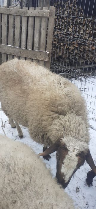 Berbec Carabaș – 1 an – 950 lei