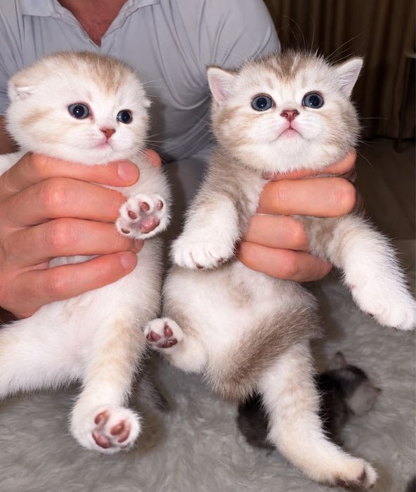 Котята шотландские!!!