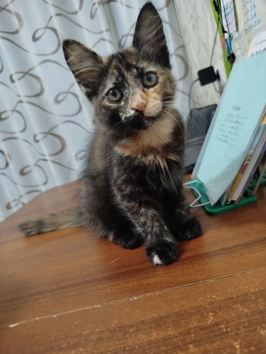 Отдам котенка кошечку