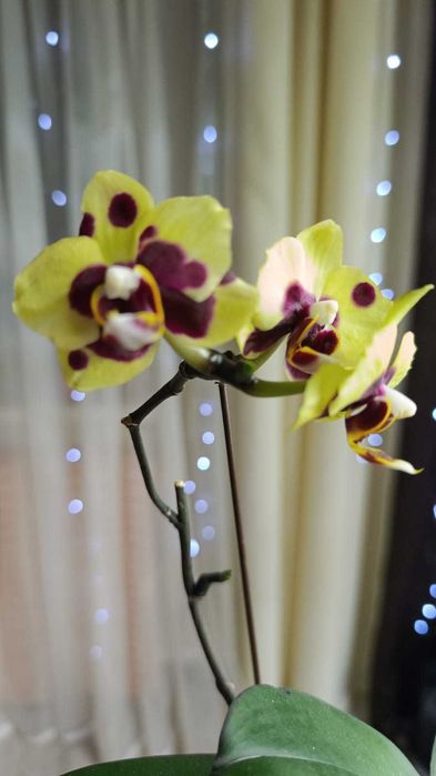 Орхидея фаленопсис