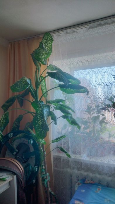 Продам цветы метровые и 2.5 метра