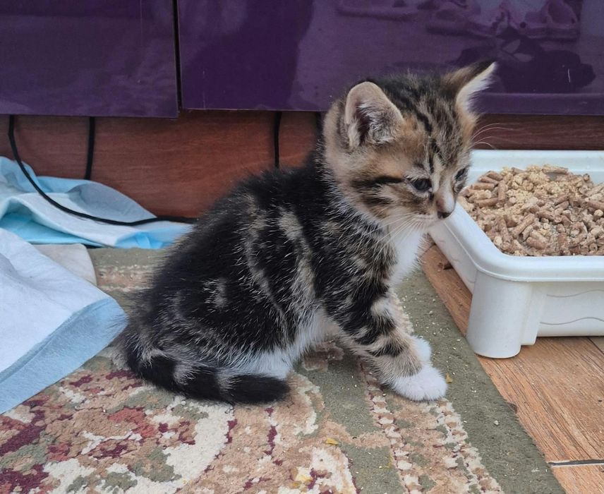 Котята ищут дом!