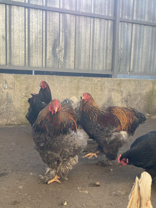 Голубокуропатчатая брама