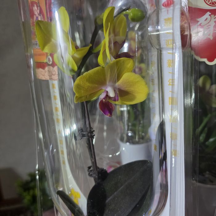Орхидеи 5500,очень красивые
