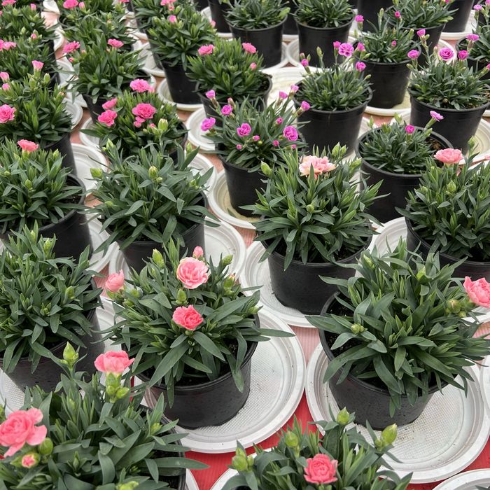 Студоустойчив карамфил