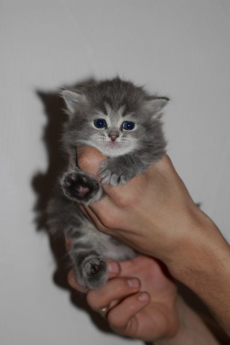 Чистокровные шотландские котята