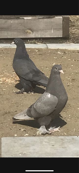 Голуби турецкие такла