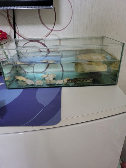 Тритоны иглистые