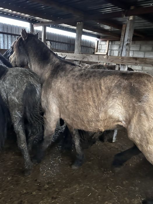 Кобыла бие молодняк