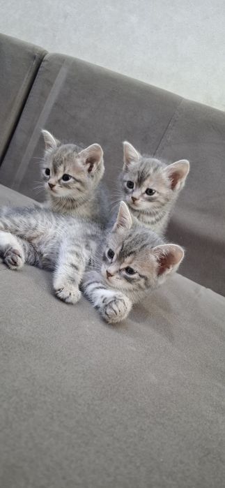 Британские котята