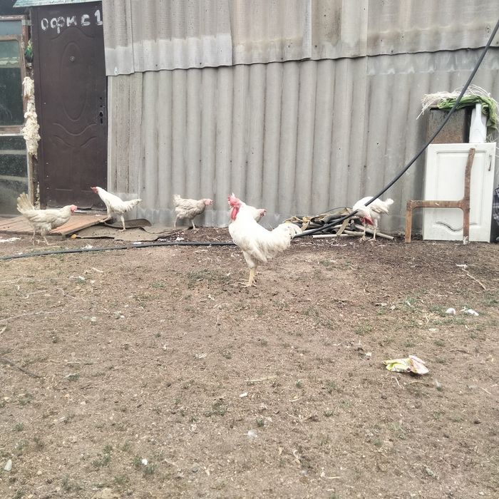 Қораз 3000 Тауық 2000